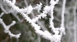 Ice formations adorn trees at national forest park in southern China