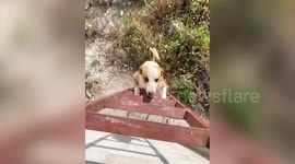 Ingenious dog manages to climb up ladder after getting stuck in neighbour's garden