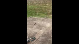 Greedy chipmunk drives doves away, so that it can keep the good all to itself.