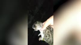 Kind passer-by rescues kitten trapped in ditch in the Philippines