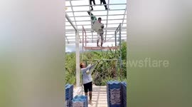 'Production line' of workers throw roof tiles to each other during house construction
