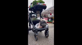 French Bulldog stays calm in the baby stroller while he is at the Farmers Market, very cute!