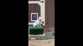 Doggies play house
