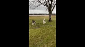 Howling together our Alaskan Malmutes Fish and Dotty and their teammate Benny a chocolate labrador