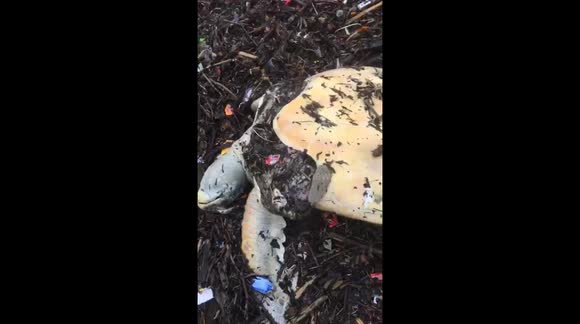 Harrowing footage shows dead sea turtle on dirty beach littered with plastic waste and trash
