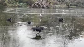 Birds and goose’s dance on ice at St. James's Park as London wakes up to freezing fog