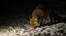 UK weather. Red fox forages for food during a snow shower in East Sussex this evening.