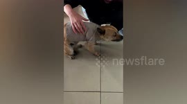 Dog freezes up after owner puts clothes on him for the first time