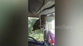 Pampered pet owl rides car in own special swing