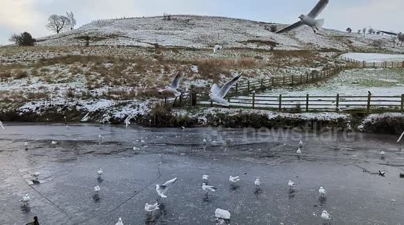 Birds eating bread on a frozen canal in Littleborough