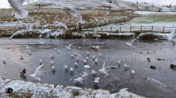 Birds and ducks on a frozen canal in Littleborough