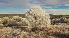 Beautiful drone video of frost-covered trees in Omagh, Northern Ireland