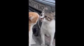Funny cats were arguing with each other!