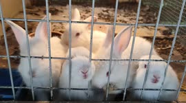 These adorable bunnies will make your day