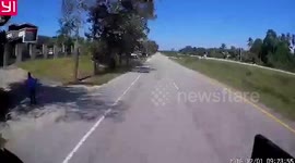 Driver dodges panicked baby cow crossing highway in Thailand