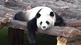 Two giant pandas from China are winning hearts of Qataris in a first for the Middle East