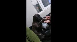 Bully Dog Manikir terapy in the room