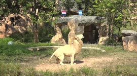 Lion who predicted England would lose to France claims MOROCCO will reach final