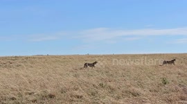 A brave antelope mum defended her new-born baby from an attack by two cheetahs