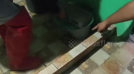 Loyal pet cat warns owners of deadly cobra that crept into their home