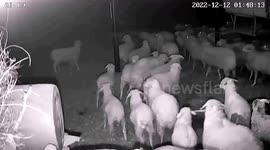 4.1-magnitude earthquake strikes northern China, waking up sheep