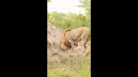 Two lions patiently hunted a warthog family by rolling on their back and digging through their den