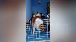Obedient pet dog keeps himself inside makeshift fence