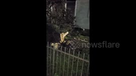 Tree from another yard lands in garden during tornado in Louisiana, US