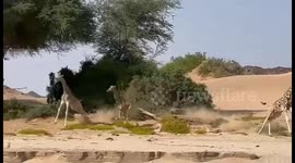 A baby giraffe managed to escape a hunting lion by using its long legs to out sprint it