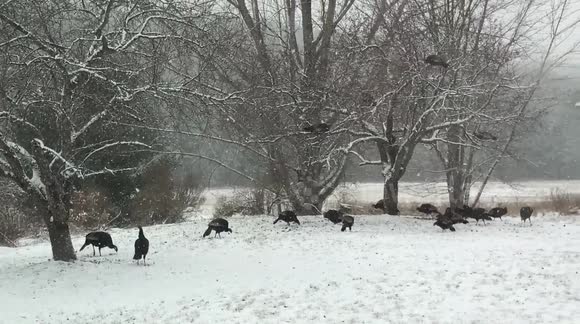 Wild turkeys feeding on apples and berries in New Hampshire USA