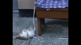 A video of a cute cat playing with a string
