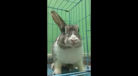 Pet rabbit grabbed the empty bowl and asked for food in the funniest way