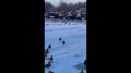 Ducks on a frozen canal in Hampshire