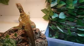 Dragon Reptile Lizard animal species had a long tail and it was green in colour