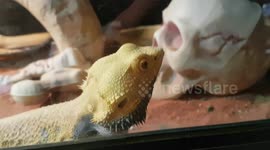 Bearded Dragon Reptile is a great reptile with plenty character