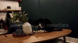 Cute and cheeky black and white cat surprises cat sitter by drooling from their glass of water and licking lips cheekily afterwards