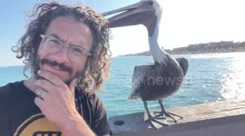 Feisty Floridian pelican goes for a nibble of selfie dad's hair and shirt
