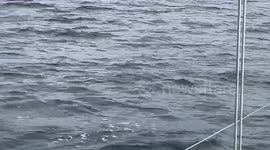 Dolphins alongside yacht off the West Coast of Scotland. Sailing off Rum en route to the Isle of Skye.