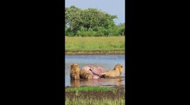 A trio of lions defended their hippo meal by attacking a crocodile