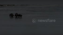 Mum otter and her three cubs playfully 'skating' on a frozen lake