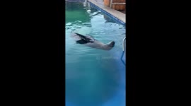 Goofy Galápagos sea lion starts doing the back stroke in a hotel pool