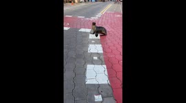 Blind baby sea lion looks both ways when crossing the street