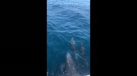 Dolphins in the Galapagos were on the pay role that day