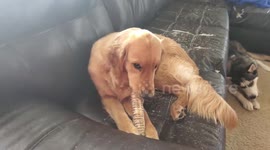 Golden Retriever Protective Over Bone She Receives For Christmas