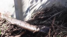 Monstrous 15ft python found by shocked locals planting banana trees in Thailand