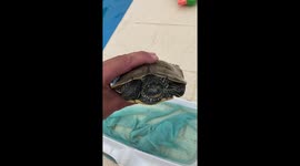 Turtle rescue from a swimming pool This turtle decided to have a dip in the swimming pool