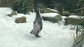 Humboldt penguins at Dublin Zoo enjoying the snow