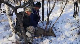 Trapped wild roe deer rescued and released by foresters in China