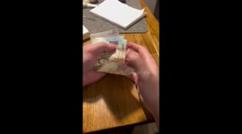 An active bull terrier helps the owner count money.