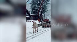 Adorable moment camel galloped and jumped for joy at seeing snow for the first time